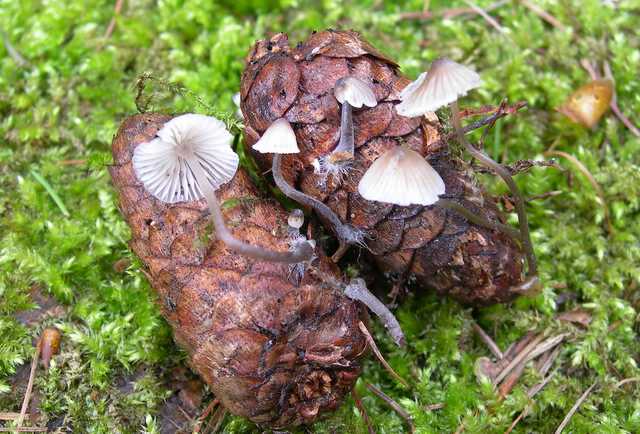 Una peziza nel sacco e altre specie primaverili